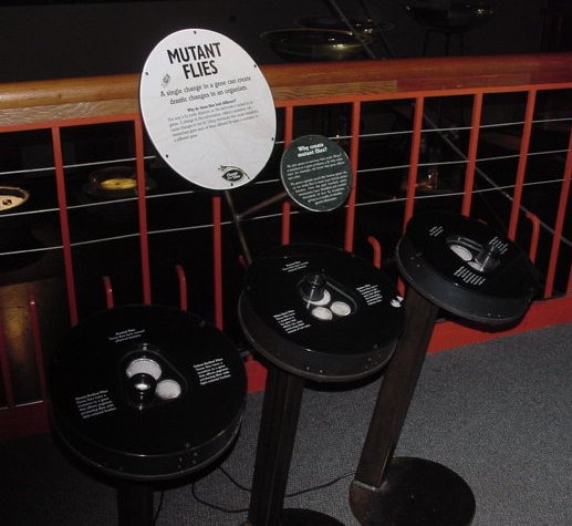 exploratorium exhibit - Oxygen Bubbles