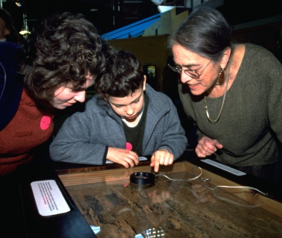 exploratorium exhibit - Termitarium