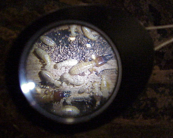exploratorium exhibit - Termitarium